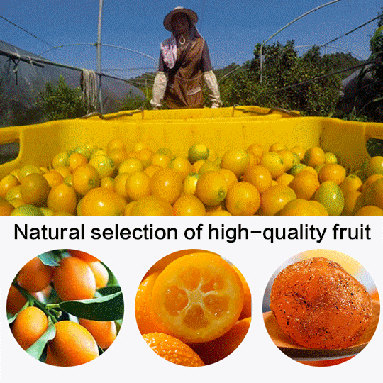 Licorice Kumquat: Cough & Sore Throat Relief-WR