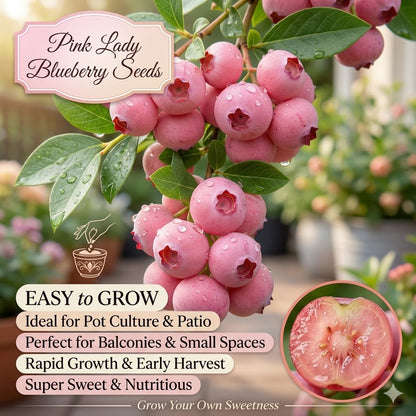 Pink Beauty Blueberry Seeds | Grow Dreamy Pink Berries at Home-ZP
