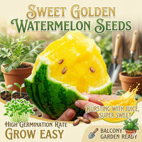 1 Pack Seeds