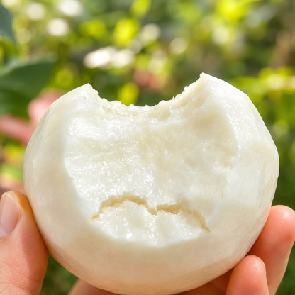 Start Growing Fresh Mexican Jicama Seeds at Home - A Crisp, Sweet Root Vegetable for Your Garden-WR