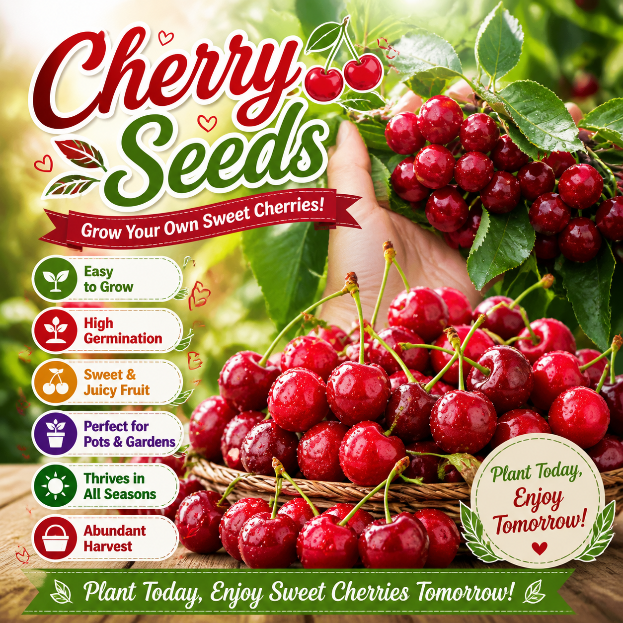 Grow Your Own Sweet & Juicy Cherries，Premium Quality Cherry Seeds for Home Gardens-ZP