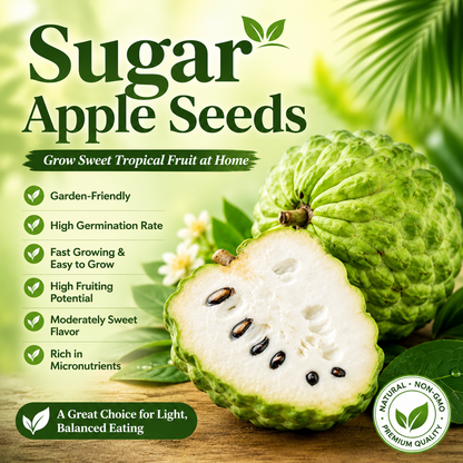Fruits suitable for most people and with low sugar content-Grow Your Own Sweet Tropical Sugar Apples at Home-WR
