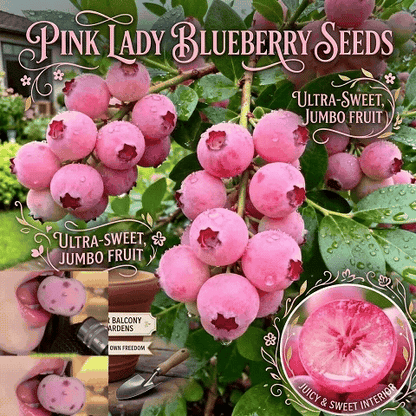 Pink Beauty Blueberry Seeds | Grow Dreamy Pink Berries at Home-ZP