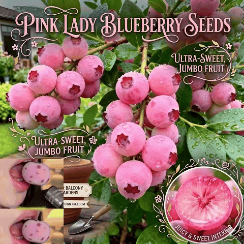 Pink Beauty Blueberry Seeds | Grow Dreamy Pink Berries at Home-ZP